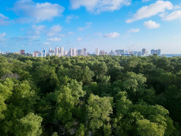 L'Essence Magique de la Musique dans l'Art du Cirque : Une Exploration Enchanteresse
